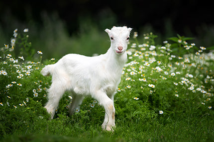 5 razones para alimentar a tu pequeño con leche de cabra
